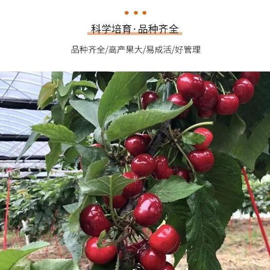 平邑县烟台大樱桃苗车厘子苗樱桃树苗盆栽地栽美国新品种口感个大厚重