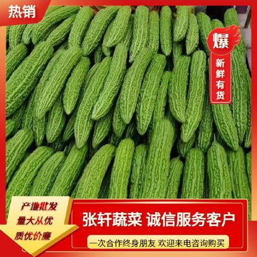博爱县苦瓜，精品油绿苦瓜，基地大量上市质优价廉