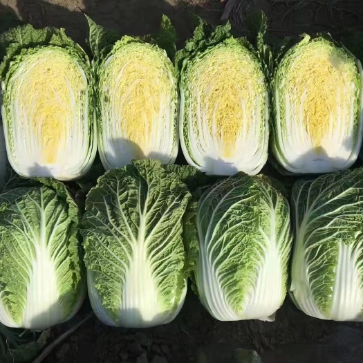 张北县黄心大白菜，玲珑黄大白菜