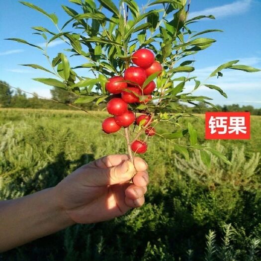 平邑县农大超欧9号钙果苗 当年开花结果鲜食补钙大田盆栽欧李种子果树