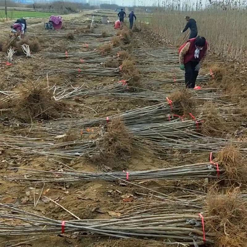 烟台大樱桃苗车厘子苗樱桃树苗盆栽地栽美国新品种口感个大厚重