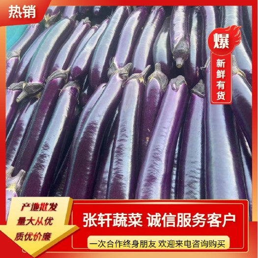 博爱县紫长茄  精品紫长茄广茄基地种植面积大自产自销