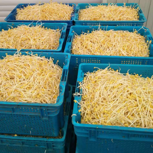 阜阳精品豆芽批发