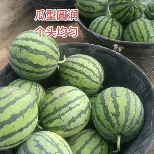 房县大棚美都西瓜