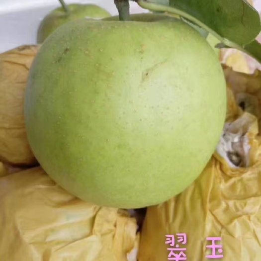 砀山县砀山翠玉梨。个大多汁