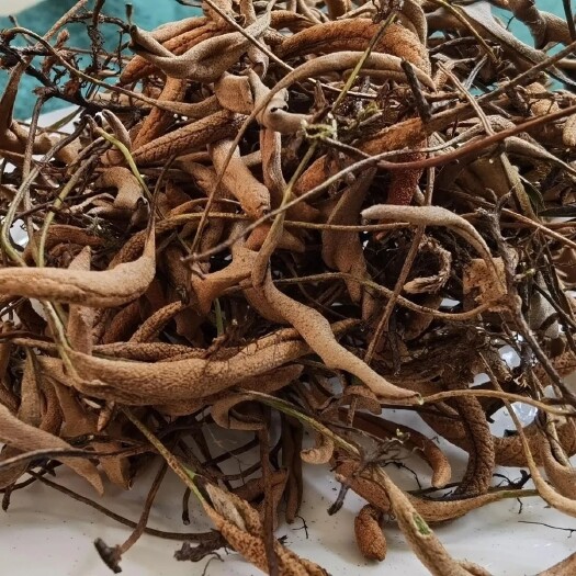 紫云县贵州石苇草化石草中药材石苇草干货小叶石苇刀口药金星草石伟