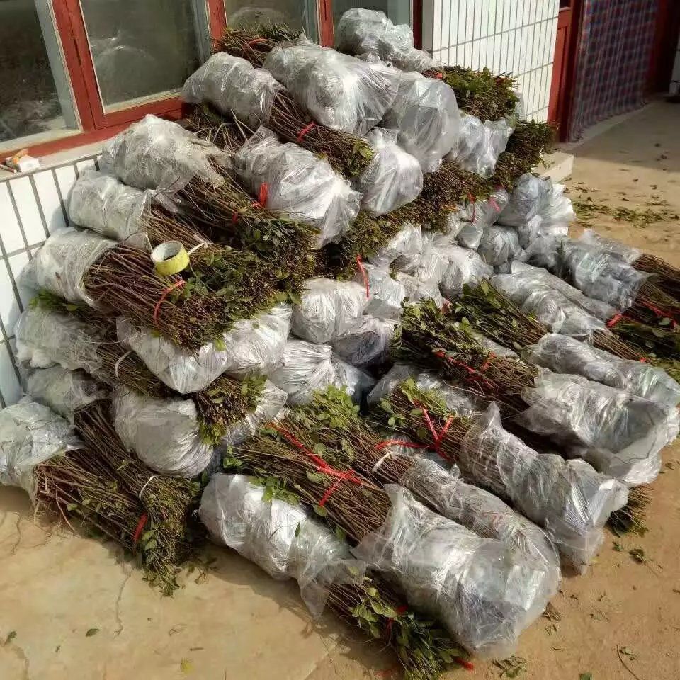农大超欧9号钙果苗 当年开花结果鲜食补钙大田盆栽欧李种子果树
