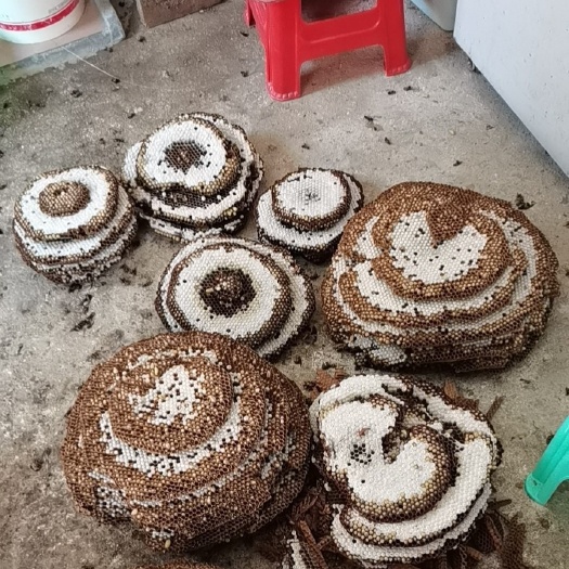 云浮土蜂蛹，胡蜂蛹，树蜂，地蜂。黑尾，黄脚，七里黑盾