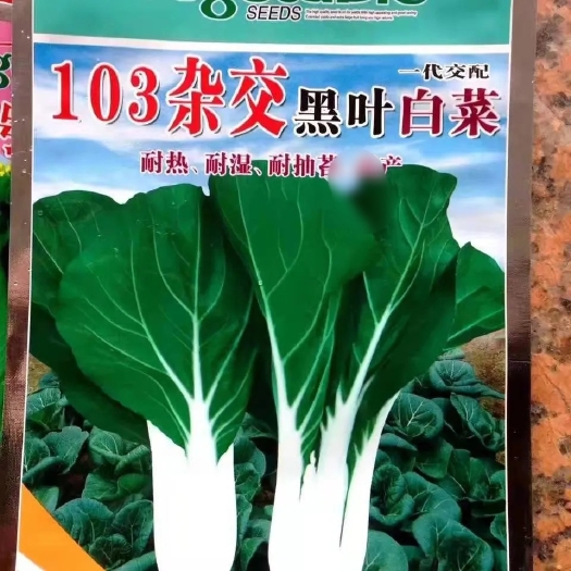 东莞市103黑叶杂交白菜种子耐热耐寒产量高小白菜种孑四季蔬菜种