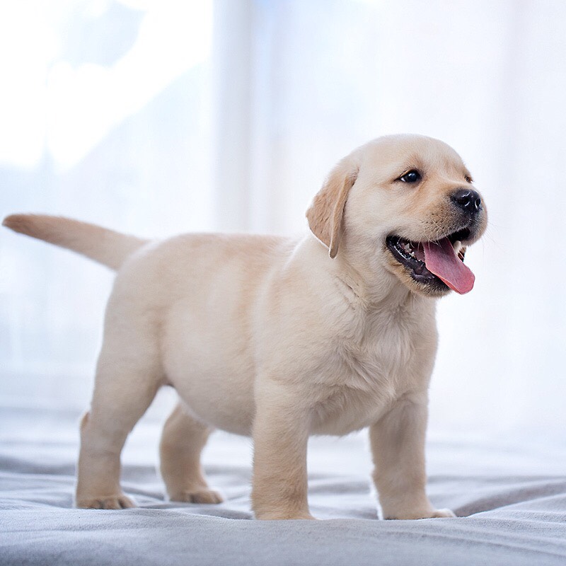 拉布拉多幼犬