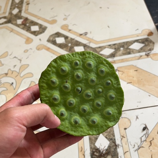 鲜莲蓬