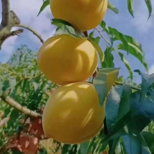 炎陵县炎陵锦绣黄桃