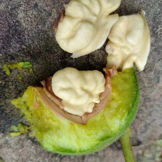 盐源县大凉山盐源高山核桃
