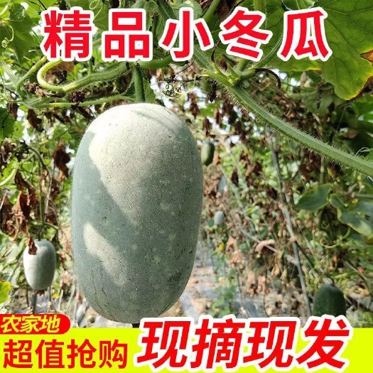 水果冬瓜】香冬瓜迷你小冬瓜毛冬瓜时令新鲜蔬菜挂霜整个批发节瓜