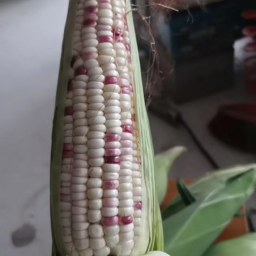 沛县花玉米，货源充足质量好，平均个头在八两以上