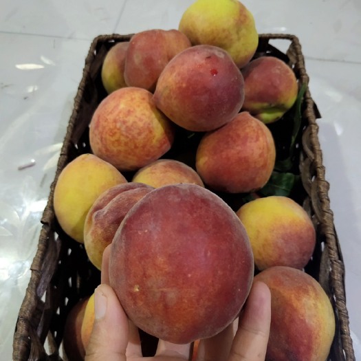 慈利县早黄桃 黄桃 冬桃等水果