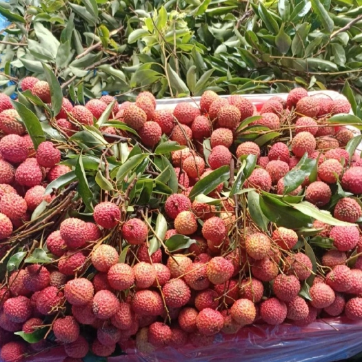 广州荔枝广东荔枝增城荔枝桂味顺丰快递全国发货一件代发