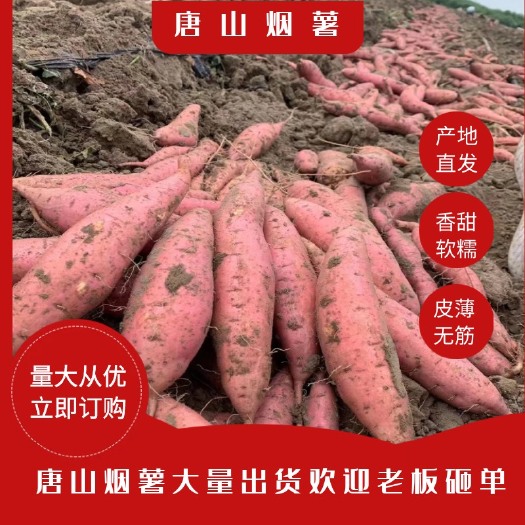 滦南县唐山烟薯25各种规格大量接单