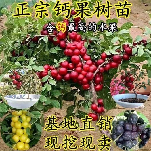 平邑县钙果苗农大超欧9号当年开花结果鲜食补钙大田盆栽欧李种子果树苗
