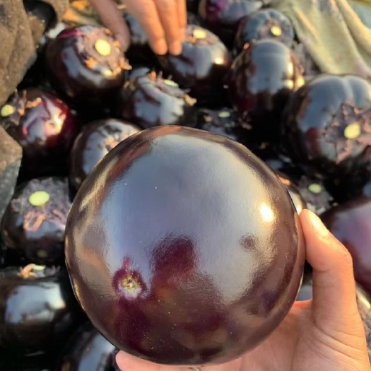 博爱县河南焦作紫光圆茄单个重4两到8量，个头均匀颜色亮可供超市电商