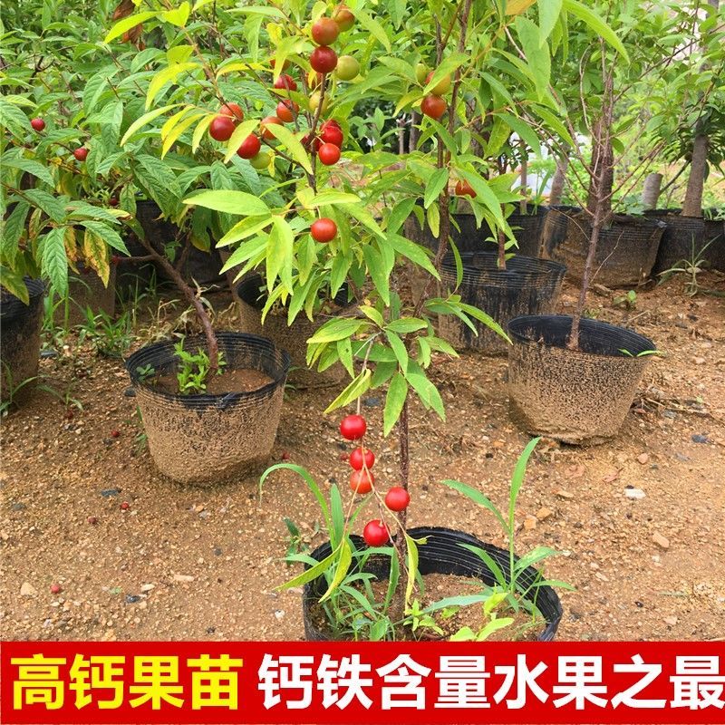 农大超欧9号钙果苗 当年开花结果鲜食补钙大田盆栽欧李种子果树