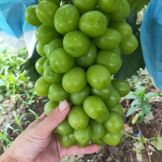 潜江市阳光玫瑰葡萄，