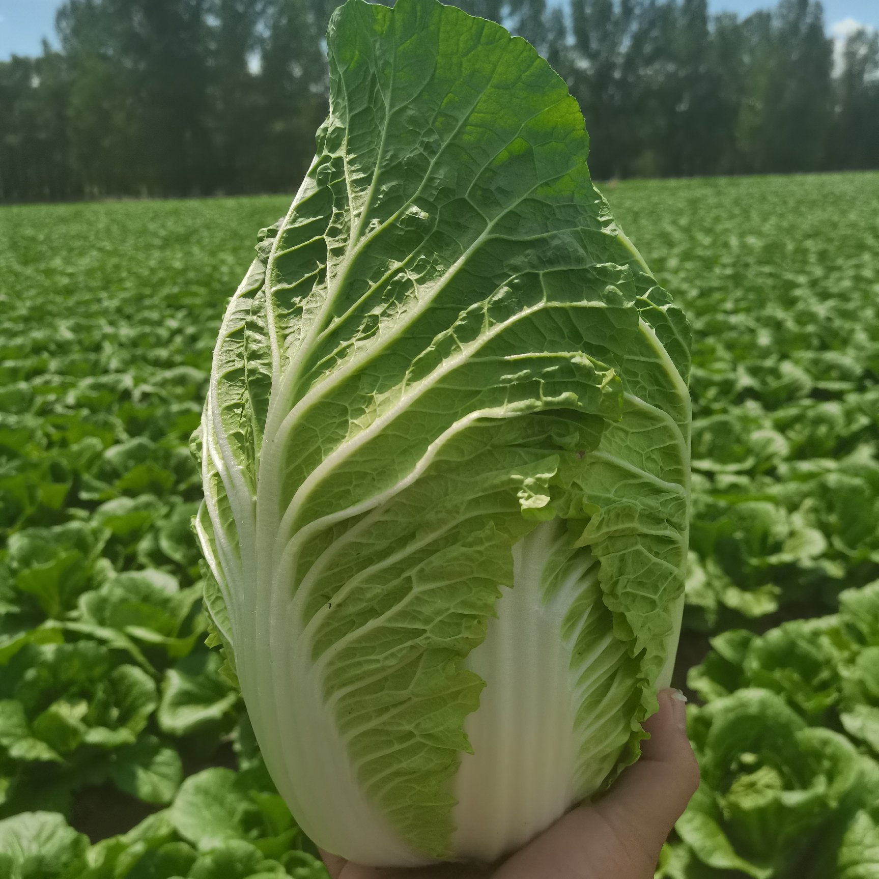 张北玲珑黄黄心大白菜，外表绿，产地直发一手货源一级黄心大白菜