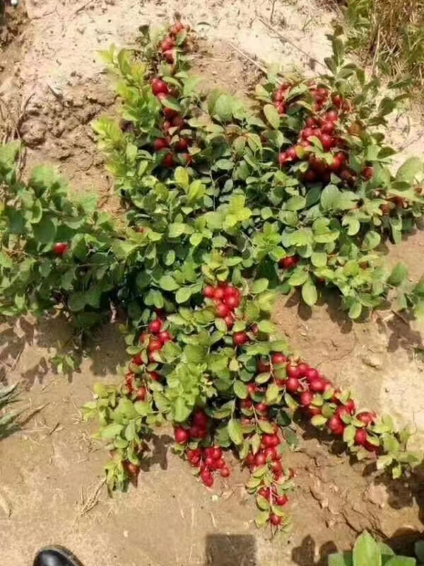 农大超欧9号钙果苗 当年开花结果鲜食补钙大田盆栽欧李种子果树