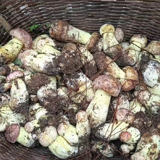 临沧鲜货