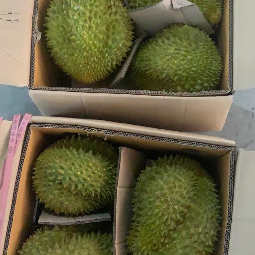 上海越南金枕榴莲，a级果