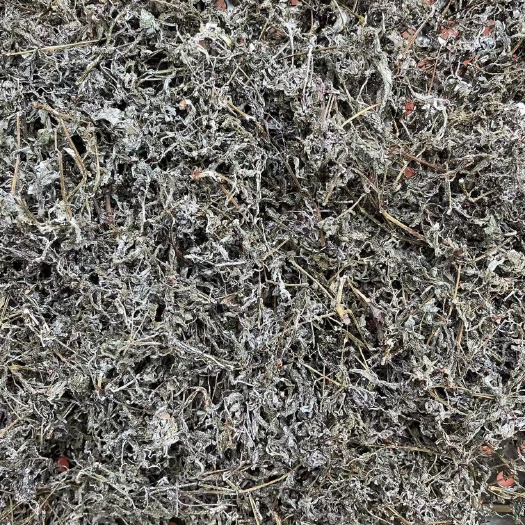 贺州全叶藤茶