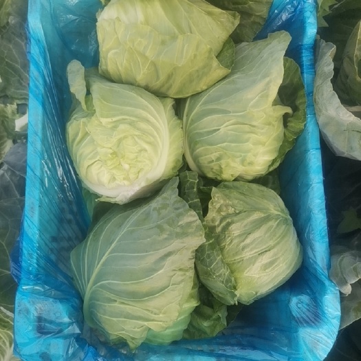 寿阳县大量甘蓝上市