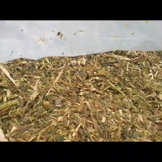 德州优质黄贮  散装酵香味足