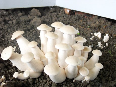 白松茸菌种，金福菇菌种，大球盖菇菌种