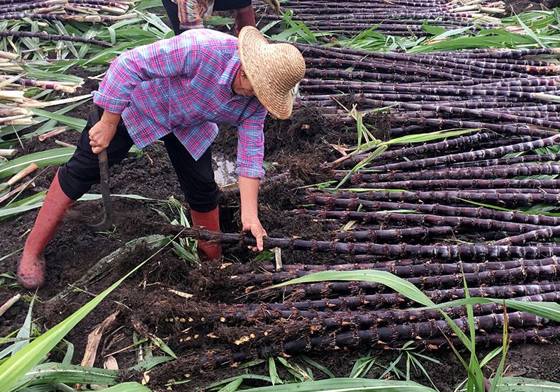 甘蔗增长增甜剂专用增产页面肥拔节增粗增糖膨大素增长灵抗倒伏