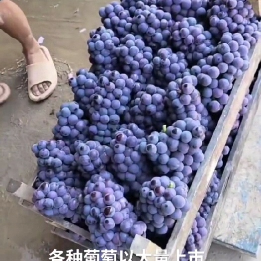 威县大棚夏黑大量上市，串大颗粒大，口感好，颜色黑