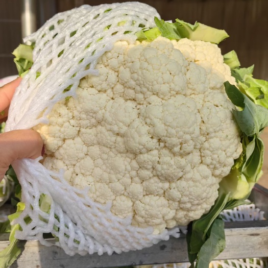 兰州精品散花花大掉价 需要的联系