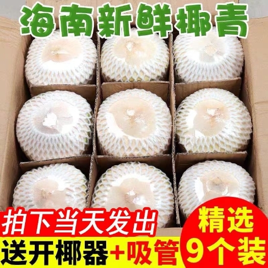 海口【24小时内发货】新鲜椰子批发老椰子特产水果毛椰子去毛