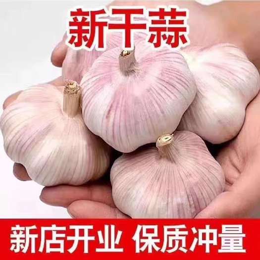 大蒜头批发干蒜白皮大蒜头干蒜特大新鲜大蒜白皮蒜非红皮蒜批发