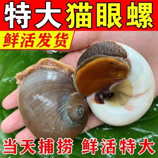 连云港鲜活猫眼螺海鲜香螺沙螺玉螺大香螺翡翠螺冷链配送 海鲜螺类批发