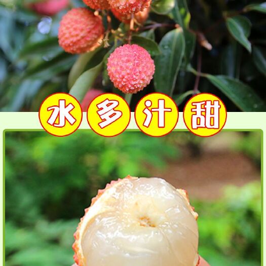 饶平县桂味荔枝百年老树桂味荔枝来自桂味之乡的桂味荔枝值得一品！