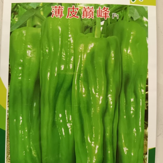 济南薄皮辣椒种子F1新品种辣椒种子，辣椒果嫩绿色，皱纹深。