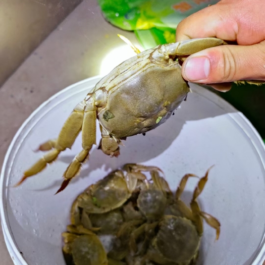 泗洪县六月黄大闸蟹只只有黄