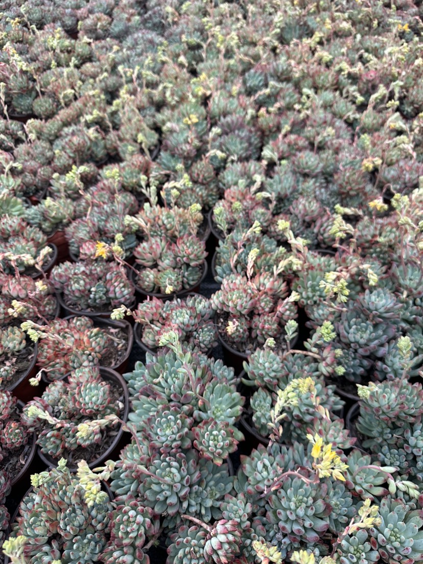 多肉植物蓝苹果