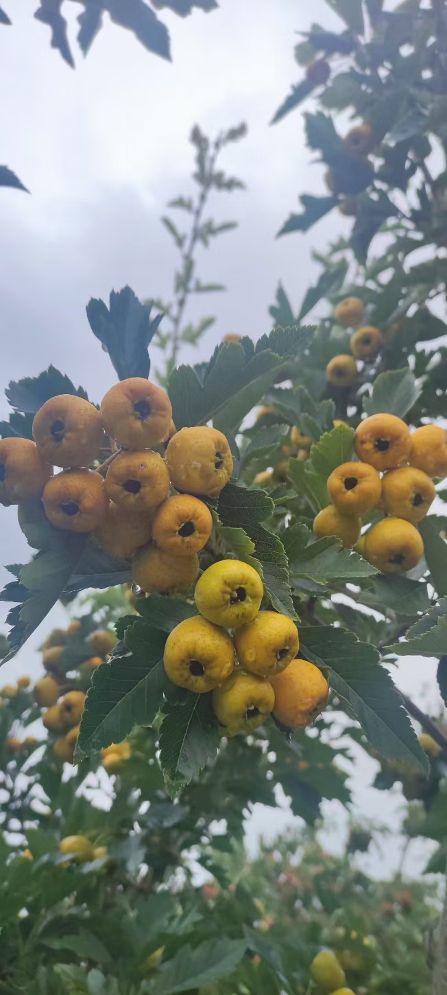 嫁接新品种山楂树苗黄果山楂苗盆栽地栽抗旱抗寒自花授粉苗黄金豆