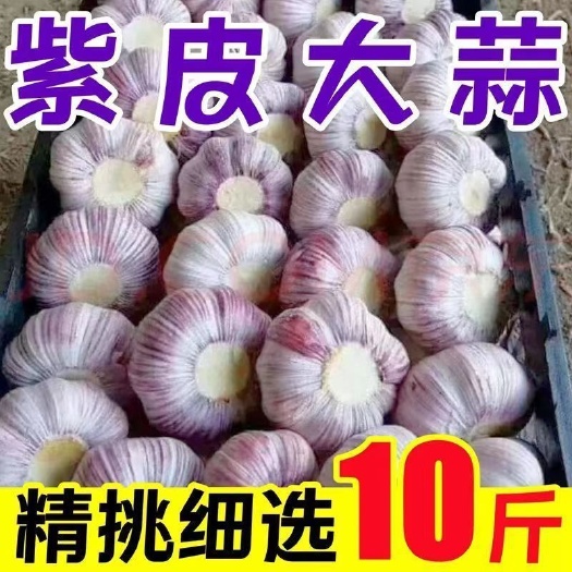 昆明【24小时内发货】紫皮大蒜白蒜批发4-5公分干大蒜出口级品质