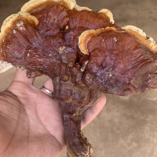 昆明林下种植赤灵芝