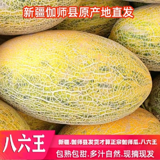 伽师县新疆伽师瓜