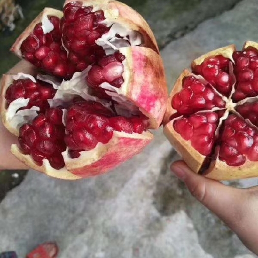 会东县突尼斯软籽石榴