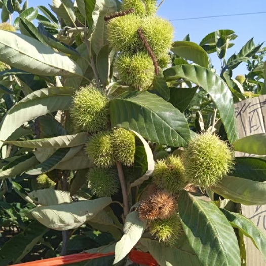 平邑县板栗苗嫁接大红袍果树苗南方种植庭院锥栗种植品种板栗树苗包邮